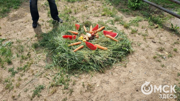 Шесть причин поехать на день рождения бегемота Кёнига