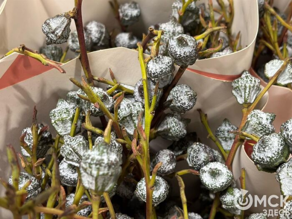 Символы загадочности и утончённости. Какие цветы заменят голландские розы и тюльпаны