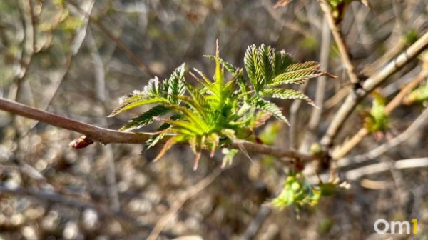 В Омской области потеплеет до +24, но не везде