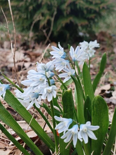 Голубые звёзды: под Омском распустились весенние первоцветы