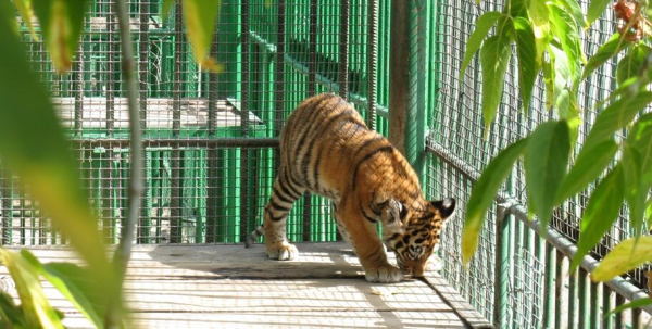 Не искусственный интеллект. Архивная дружба, пойманная на камеру в Большеречье