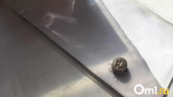 И снег не помеха: в Омске появились первые клещи И снег не помеха: в Омске появились первые клещи