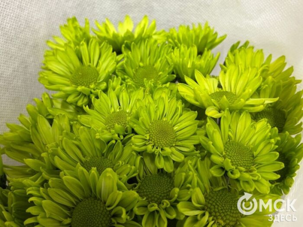 Символы загадочности и утончённости. Какие цветы заменят голландские розы и тюльпаны