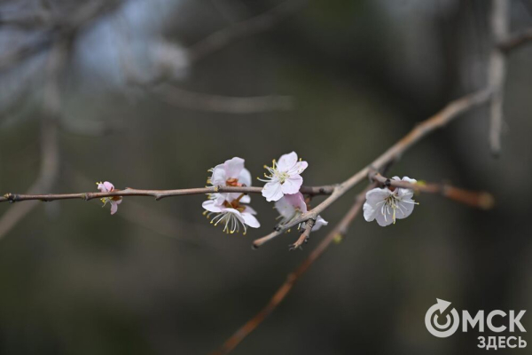 Розовое облако весны: любуемся цветением омской "сакуры"