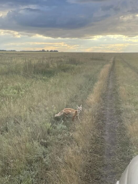 Не только для Колобка. Что делать при встрече с лисами Не только для Колобка. Что делать при встрече с лисами