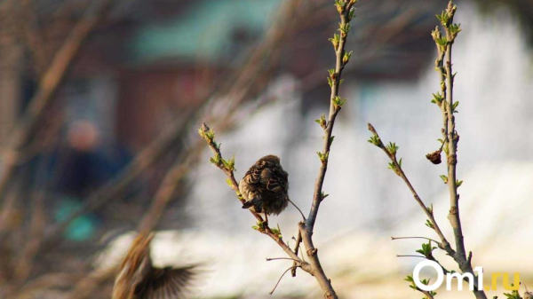 Весна не&nbsp;придёт? Снегопады и&nbsp;морозы могут сохраниться в&nbsp;Омске до&nbsp;апреля