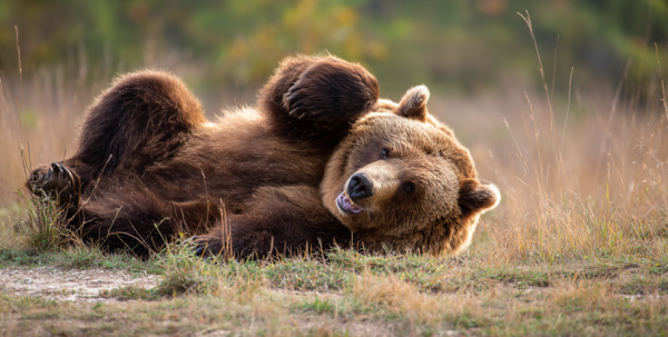 Большереченские медведи покинули свои берлоги Большереченские медведи покинули свои берлоги