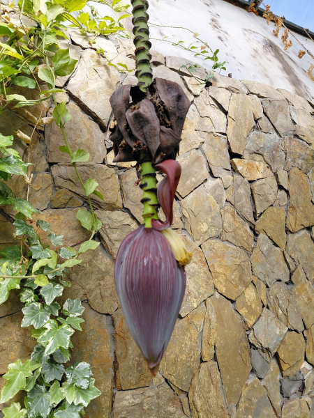 Весна в омских зоопарках: танец павлина, попрыгушки козлят и цветение банана