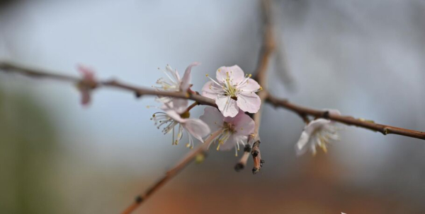 Розовое облако весны: любуемся цветением омской "сакуры"