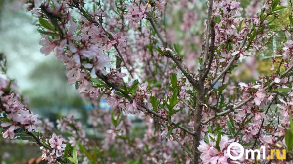 Весна близко! Синоптики назвали дату оттепели в Омске Весна близко! Синоптики назвали дату оттепели в Омске