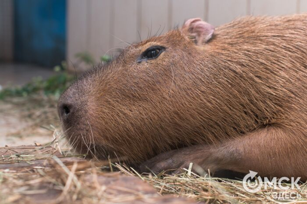 Жирафа нет, но вы держитесь: топ странных и повторяющихся вопросов от посетителей Омского зоопарка