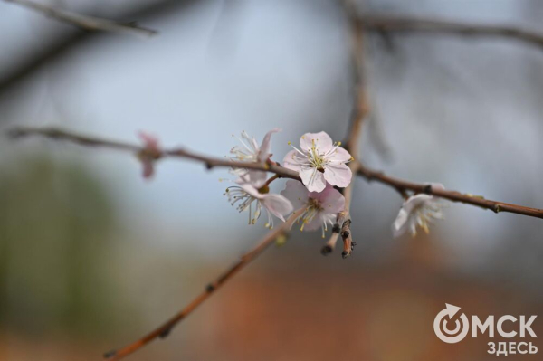 Розовое облако весны: любуемся цветением омской "сакуры"