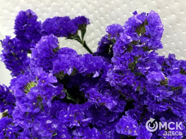 Символы загадочности и утончённости. Какие цветы заменят голландские розы и тюльпаны