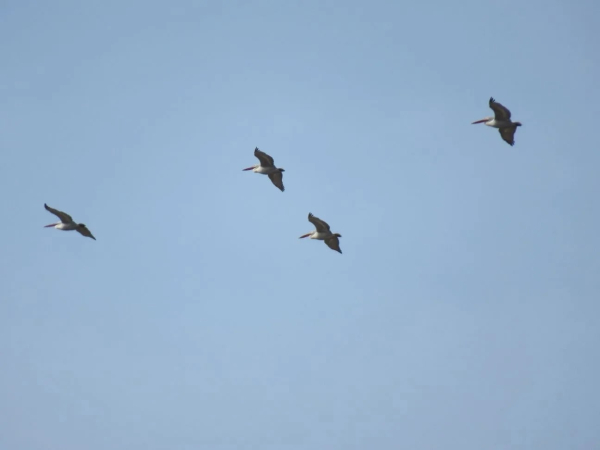 Пеликаны на пороге дома: первые кадры весеннего возвращения редких птиц