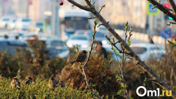 Снимаем куртки? К середине недели в Омск внезапно придёт лето Снимаем куртки? К середине недели в Омск внезапно придёт лето