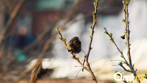 В Омск после короткого потепления придёт ещё одна волна холода